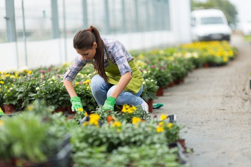 A woman wearing a green gardening apron and gloves kneels beside a flower bed in a well-maintained greenhouse or nursery, tending to a variety of flowering plants with yellow and purple blossoms. The flower bed is bordered by a neatly paved walkway, with a row of similar flower beds extending into the background, showcasing a structured outdoor garden environment. Behind her, there are rows of lush green plants, possibly in pots or beds, with glass walls allowing natural daylight to illuminate the scene. The environment appears clean and organized, emphasizing professional planting and gardening work typical of landscaping services offered in Westminster or nearby areas. The scene suggests careful garden design and maintenance, aligning with landscaping and flower bed creation themes supported by landscaperswestminster.co.uk.
