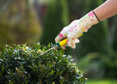 A close-up view of a gardener's hand wearing a floral-patterned gardening glove, using pruning shears to trim a dense, dark green hedge in a well-maintained outdoor garden. The hedge has small, glossy leaves and is positioned in the foreground of a landscaped yard, with a lawn area visible towards the background. Behind the hedge, there are a few taller trees with blurred green foliage, indicating a lush, natural environment typical of residential gardens in Westminster or nearby areas. The weather appears to be mild and overcast, providing diffuse natural light that highlights the greenery and the textures of the leaves and wooden tools. This scene reflects professional gardening maintenance suitable for Surrey or central London gardens, aligning with services provided by Landscapers Westminster to enhance outdoor spaces for local clients seeking lawn care, hedge trimming, and garden tidying.
