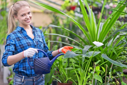 A young woman with blonde hair tied back, dressed in a blue plaid shirt, is smiling while watering lush green plants with a blue garden hose in a well-maintained outdoor garden. Behind her, there are dense, healthy foliage including broad-leaved plants and tall grass-like greenery, with some flowering plants visible in the background. The garden appears tidy and vibrant, with contrasting shades of green and hints of natural tones from flowering blooms, suggesting a recently landscaped or well-cared-for outdoor space. The weather looks bright and clear, ideal for gardening activities. This scene reflects professional gardening and landscaping practices typical of Westminster-based services, highlighting the lush, thriving plants, well-kept soil, and diverse planting arrangements that could be part of a garden maintained by Landscapers Westminster. The environment suggests a peaceful, cultivated backyard or front garden designed for aesthetic appeal and outdoor enjoyment, aligning with services offered for garden enhancement and maintenance in Westminster and surrounding areas.