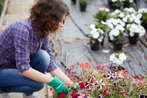 A gardener in a blue plaid shirt and blue jeans is crouched down in a well-maintained outdoor garden, planting or tending to a bed of vibrant, multicoloured flowers, including shades of pink, purple, and white. The garden features a neatly prepared soil bed with a edging of wooden or stone borders visible in the background, alongside other potted plants and flower containers. The surrounding area shows a spacious, paved or gravelly yard, with additional flower pots containing blooming white flowers arranged in the background. The environment appears bright and clear, suggesting a mild, sunny day suitable for outdoor gardening work, consistent with landscaping practices in Westminster or the surrounding area. The gardener’s use of green gardening gloves indicates careful handling of delicate plants. This setting highlights professional gardening services that include planting, flower bed maintenance, and outdoor landscape enhancement, supporting the website’s focus on expert landscaping and garden care in Westminster.