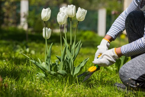 A person wearing white gardening gloves and a striped long-sleeve shirt is kneeling on a well-maintained grassy lawn in an outdoor garden, using a hand trowel to tend to a small bed of white tulips with green leaves. The tulips are planted in dark soil, contrasting with the vibrant green grass surrounding them. In the background, there are other garden plants and a blurred wooden fence, indicating a private residential garden setting. The scene is captured in natural daylight, highlighting the fresh, healthy appearance of the plants and the meticulous care given to the outdoor space, which is indicative of professional gardening maintenance or landscaping services by Landscapers Westminster in Westminster, SW1 area.