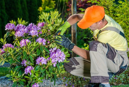 A gardener wearing an orange cap, yellow high-visibility vest, and gardening gloves is crouched down tending to a vibrant shrub with lush green leaves and clusters of purple flowers. The shrub is positioned in a neatly maintained garden area with a gravel surface visible beneath the plant. In the background, there are tall, dense green trees and other garden foliage, suggesting a well-established landscaped outdoor space. The overall environment appears to be a sunny day with natural lighting highlighting the rich colors of the plants and the gardener's attire. The scene emphasizes detailed gardening work, reflecting professional outdoor maintenance and landscaping services in Westminster, with the environment tailored to support garden renovation and plant care.