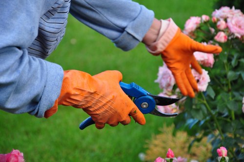 A gardener, wearing bright orange gloves and a light blue jacket, is pruning a pink flowering shrub with a pair of blue-handled garden secateurs. The garden features a well-maintained lawn with lush green grass in the foreground, and the shrub is positioned near the edge of a flower bed that contains various other plants and blooms. In the background, there are additional garden plants and a neatly trimmed hedge, suggesting an organized and cared-for outdoor space. The overall scene appears to be set on a mild, overcast day with natural lighting providing soft shadows, indicative of typical outdoor gardening conditions in Westminster. The image reflects professional garden maintenance work, consistent with landscaping services offered by companies like Landscapers Westminster, ensuring healthy plants and tidy aesthetics in residential or commercial gardens within central London postcode areas such as SW1 or SW2.