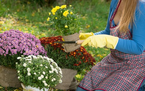 A person wearing a blue long-sleeved top, a checked apron, and yellow gardening gloves is tending to potted flowering plants in a well-maintained garden. The garden features a neatly trimmed lawn area with lush green grass in the foreground. To the left, there is a cluster of vibrant purple chrysanthemums, while white and yellow flowers are also visible. The person is holding a small pot with yellow blooms, possibly blooms of marigolds, and appears to be carefully positioning or adjusting the plant among the other potted flowers. In the background, there is a blurred view of a natural outdoor setting with additional greenery and possible flower beds, suggesting an outdoor garden space suitable for landscaping and gardening services. The scene indicates a peaceful, sunny day, highlighting the importance of garden maintenance and planting, relevant to services offered by landscapers in Westminster and surrounding areas.