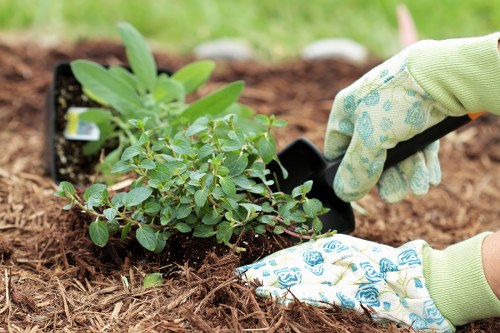 A close-up view of a gardener's hands planting a small green shrub into the soil of a well-maintained garden in Westminster. The gardener is wearing light-colored gloves with a blue floral pattern and is using a small trowel to position the plant. Surrounding the planting area are patches of rich, brown soil, with a background featuring a lush, green garden with grass, hedges, and other plants. The scene suggests a typical outdoor garden space that may be part of a residential property in Westminster, featuring a mix of cultivated borders and natural lawn areas, with careful attention to gardening and landscaping maintenance relevant to local outdoor care services offered by companies like Landscapers Westminster. The lighting indicates a clear, possibly slightly overcast day, ideal for outdoor gardening activities, emphasizing natural tones and the care involved in garden cultivation and landscaping projects.