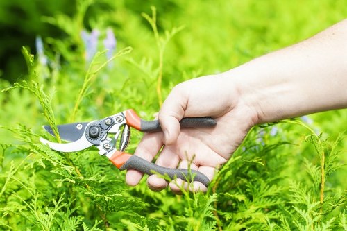 A close-up view of a person's hand holding a garden pruning shear with a black and orange handle, actively trimming a green hedge in a well-maintained outdoor garden. The hedge consists of dense, vibrant green foliage, with small, fresh leaves and some taller stems. Surrounding the hedge, there are other garden elements such as soil beds, a paved pathway, and additional plants visible in the background. The scene is brightly lit with natural sunlight, suggesting a clear day, and this outdoor space forms part of a typical landscaped garden area in Westminster, highlighting professional gardening maintenance by Landscapers Westminster aimed at keeping outdoor spaces tidy and well-groomed.