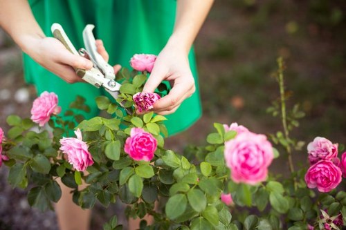 A person wearing a green shirt is trimming a flowering rose bush with pink roses and green oval-shaped leaves in a well-maintained garden. The rose bush is situated in a landscaped outdoor space with a dense arrangement of other plants visible in the background. The garden features a mix of mature shrubs and flowering plants, with a focus on the rose bush in the foreground. The soil around the plants appears healthy and well-kept, and the garden is receiving natural daylight, likely on a clear day. The scene exemplifies typical gardening activities supported by Landscapers Westminster, emphasizing careful pruning and plant maintenance within a thoughtfully designed outdoor environment that could be part of a residential front or back garden in Westminster or surrounding areas. The overall setting highlights a tidy, flourishing garden scene with a focus on flower care and shrub management, reflecting the company's commitment to sustainable gardening practices and outdoor landscape enhancement.