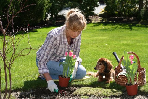 A woman wearing a plaid shirt and white gardening gloves is kneeling on a well-maintained grassy lawn in a landscaped garden, closely tending to a small flower bed with dark soil, planting or inspecting pink tulips in terracotta pots. Behind her, there is a wicker basket filled with additional potted tulips, and a small brown puppy sits nearby observing her actions. The garden features lush green lawns, neatly trimmed hedges, and mature trees in the background that provide dappled sunlight, indicating a clear, sunny day. The scene captures outdoor gardening activity typical of dedicated garden maintenance, with the natural textures of the grass, soil, and plant foliage adding vibrant green and pink contrasts to the scene, reflective of professional gardening and landscaping services around Westminster and the surrounding postcode area.