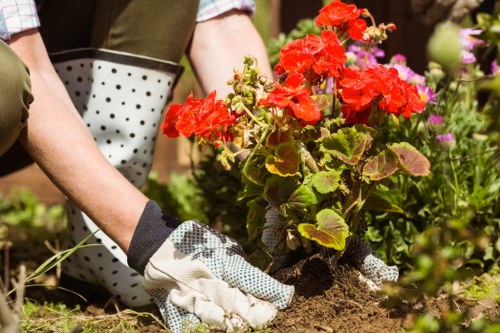 A person wearing gardening gloves is planting a vibrant red flowering plant in a well-maintained garden bed, with a mix of green foliage and blooming flowers visible around them. The garden features a grassy lawn in the foreground, bordered by a paved pathway with textured grey paving stones. Behind the planting area, there are neatly trimmed hedges and small trees, creating a layered landscape. The outdoor environment appears bright and clear, suggesting sunny weather, with natural light illuminating the scene. In the background, additional flowering plants in various colours, including purple and pink, are visible, adding visual interest to the garden. The soil around the newly planted flower is loose and dark, indicating recent planting activity. This scene exemplifies typical lawn and garden maintenance work carried out by landscaping professionals such as those from Landscapers Westminster, serving gardens in the Westminster area, with subtle reference to local outdoor gardening services.
