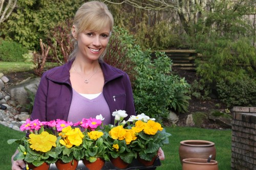 A woman with blonde hair wearing a purple jacket and white top is standing outdoors in a landscaped garden, holding a tray of potted primroses in vibrant yellow, pink, and white flowers. The garden features a well-maintained lawn with dense green grass, bordered by shrubs and small trees, and a stone pathway or retaining wall in the background. To her right, there is a large empty terracotta plant pot placed on the grass, indicating active gardening. The scene is set in natural daylight, possibly on a clear day, with lush greenery and steps leading to a higher level of the garden visible in the background. The image reflects a thoughtfully designed outdoor space suitable for gardening and landscaping services in Westminster, with a focus on flower planting and garden upkeep.