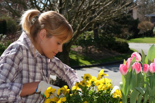 A woman with blonde hair tied back in a ponytail is tending to a flower bed in a residential garden, focusing on yellow flowers that resemble pansies or violas. She is wearing a checked shirt and gardening gloves, and appears to be carefully planting or weeding amidst the vibrant blooms. The garden includes a variety of plants, with pink tulips located to the right in the foreground. Behind her, a neatly maintained lawn with rich green grass extends toward a paved driveway, which leads past a row of bushes and deciduous trees with budding leaves, indicating early spring. The surrounding environment is well-kept, with natural light illuminating the scene, suggesting a clear, sunny day in Westminster. This outdoor space showcases typical landscaping features such as flower beds, lawn areas, and shrubbery, aligned with gardening and outdoor maintenance services offered locally by Landscapers Westminster.