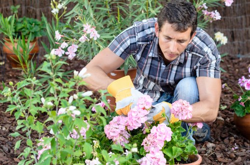 A man working in a garden outdoor space, kneeling among vibrant pink and white flowering plants, including hydrangeas and other flowering shrubs, with a background of lush green foliage and garden pots. He is wearing a short-sleeved, checked shirt and blue jeans, carefully tending to the plants with gardening gloves and tools. The garden appears well-maintained, featuring rich soil, healthy foliage, and a mix of flowering and leafy plants arranged in a natural, landscaped setting, indicative of professional gardening services such as pruning, planting, or ongoing garden maintenance in Westminster or nearby areas.