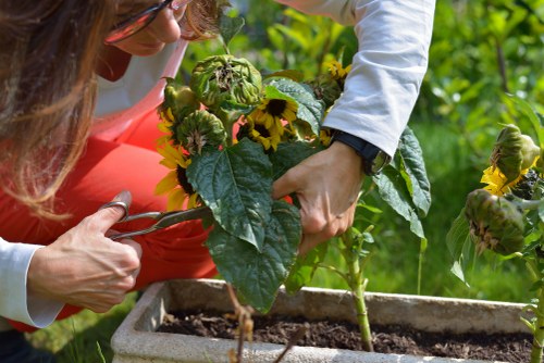 The image shows a close-up of a person pruning or tending to a large leafy plant in a rectangular garden bed located in an outdoor garden area. The person is wearing a white long-sleeved shirt and a wristwatch, and their face is partially visible. Surrounding the main plant are additional green foliage and flowering plants with yellow blooms, suggesting a well-maintained garden with mixed plant species. The background features lush greenery with trees or tall shrubs providing a natural backdrop. The garden bed is filled with dark soil and bordered by a low retaining edge, indicating a structured planting area. The environment appears bright, with natural daylight illuminating the scene, possibly on a clear day. This setting aligns with professional gardening and landscaping practices, and the scene reflects active outdoor garden maintenance that a landscaping service like Landscapers Westminster might undertake, emphasizing sustainable garden care and plant health in a typical UK outdoor space near Westminster or nearby areas.